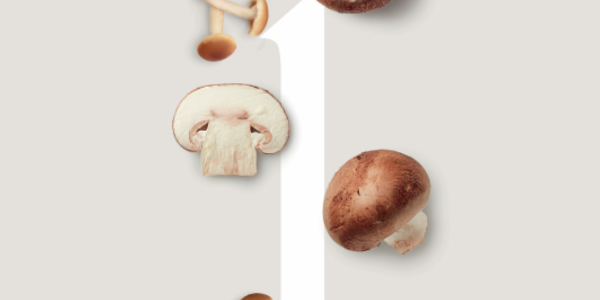 Funghi
